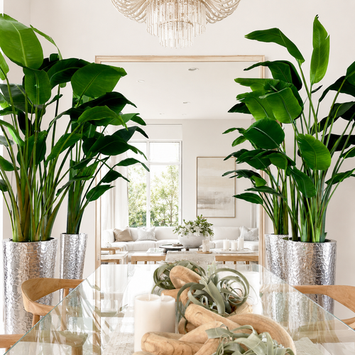 Ave del Paraíso en Cono de Acero Inoxidable Martillado Plateado para decoración de interiores | Vareluma
