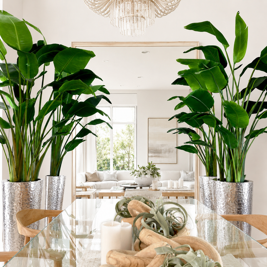 Ave del Paraíso en Cono de Acero Inoxidable Martillado Plateado para decoración de interiores | Vareluma