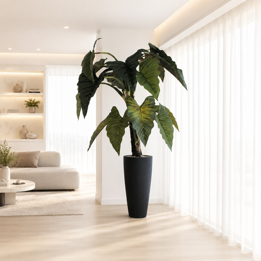 Alocasia Red Prince en Macetero Ashton Negro para decoración de interiores | Vareluma