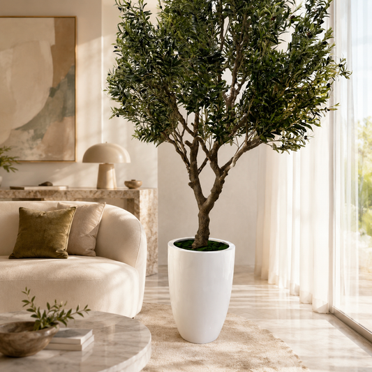 Olivo 249 cm en Macetero Ben Blanco Lacado para decoración de interiores | Vareluma