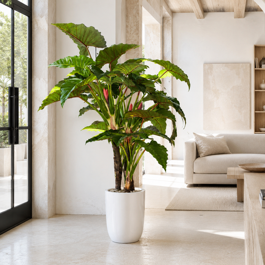 Alocasia Red Prince en Macetero Ben XL Blanco Lacado para decoración de interiores | Vareluma
