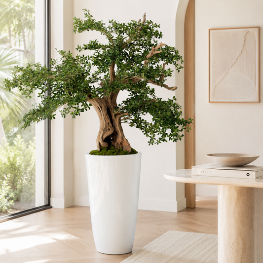 Bonsái Olivo Negro en Macetero Belle Blanco Lacado para decoración de interiores | Vareluma