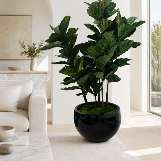 Ficus Lyrata en Macetero Terragona Negro para decoración de interiores | Vareluma