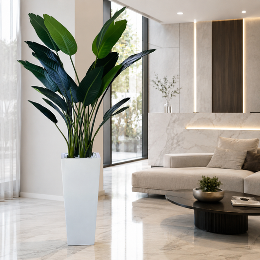 Strelitzia en Macetero Beau Blanco Lacado para decoración de interiores | Vareluma