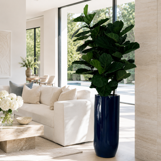 Ficus Lyrata en Macetero St. Tropez Azul Cobalto Brillante para decoración de interiores | Vareluma