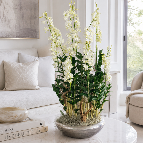 Orquídeas Dendrobium en Macetero Avenue Plateado para decoración de interiores | Vareluma