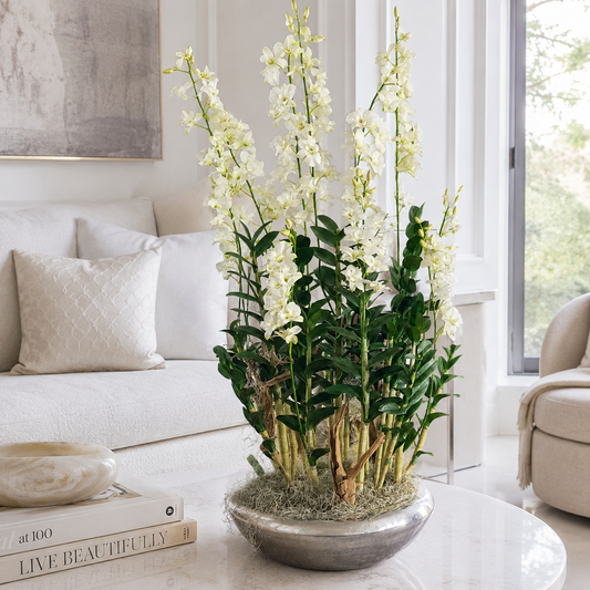 Orquídeas Dendrobium en Macetero Avenue Plateado para decoración de interiores | Vareluma